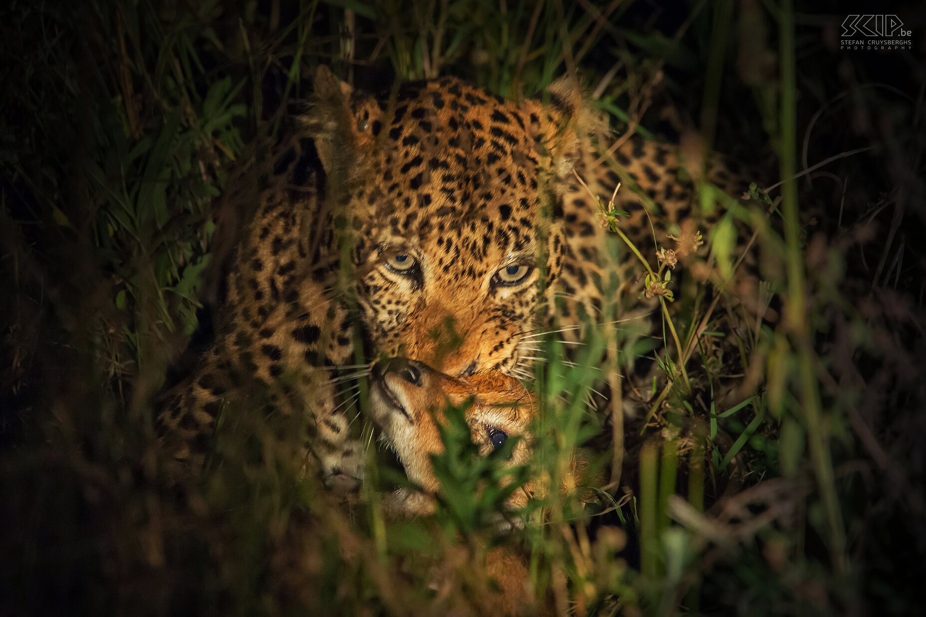 South Luangwa - Leopard with killed puku A while later we encountered this leopard again with a prey. The leopard discovered this juvenile puku (antelope) that was covered in the high grass. She killed it and ate it. Because adult pukus have a strong smell, mother pukus hide their little ones in dense vegetation at night at a distance from the herd.  <br />
<br />
This female leopard seemed to be 'Alice'. She is the most famous animal in South Luangwa and real legend. She is now 13 years old and some of her canine teeth are broken or missing. Normally, leopards take their prey straight up in a tree, but because of her age she is unable to do this. <br />
 Stefan Cruysberghs